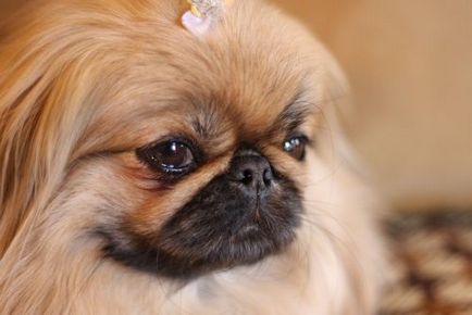 Pekines fotografie, descriere și descriere a rasei, câți trăiesc Pekingese