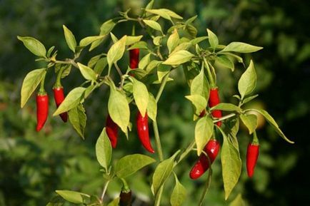Pepper semințe picante, cele mai bune soiuri - descriere și instrucțiuni pentru creștere!