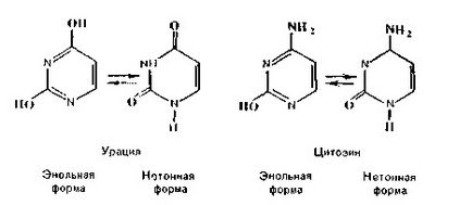 Персональний сайт - нуклеїнові кислоти