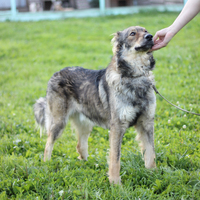 Câine Theodore - Orasul Pervouralsk pentru protecția animalelor