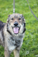 Câine Theodore - Orasul Pervouralsk pentru protecția animalelor