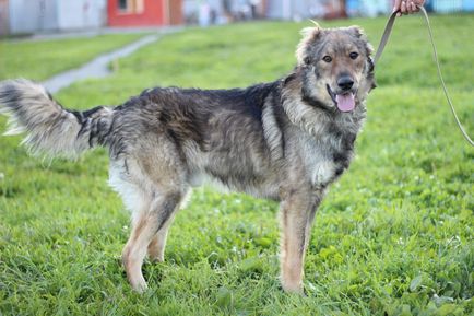 Câine Theodore - Orasul Pervouralsk pentru protecția animalelor