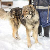 Câine Theodore - Orasul Pervouralsk pentru protecția animalelor