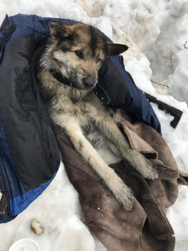 Petrozavodchanka a salvat un câine, bătut cu trenul