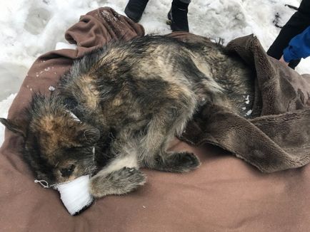 Petrozavodchanka a salvat un câine, bătut cu trenul