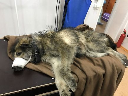 Петрозаводчанка врятувала собаку, збиту поїздом