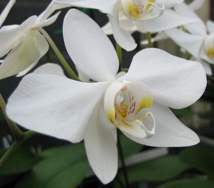 Phalaenopsis - як доглядати все про домашнього догляду