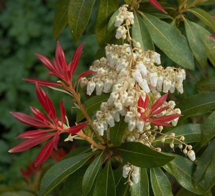 Photo Pieris, gondozás, szaporítás és az átültetést