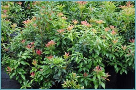 Pieris japonica ültetés és gondozás, a betegségek és minőségű műtrágya, termesztés és tenyésztés, fotók