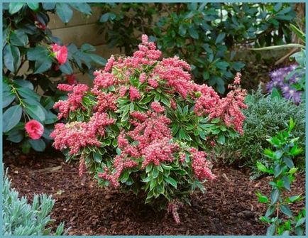 Pieris japonica ültetés és gondozás, a betegségek és minőségű műtrágya, termesztés és tenyésztés, fotók