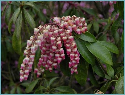 Pieris japonica ültetés és gondozás, a betegségek és minőségű műtrágya, termesztés és tenyésztés, fotók