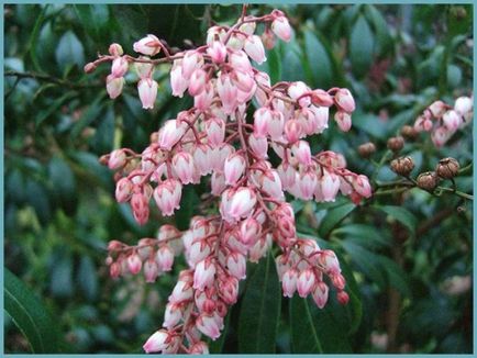 Pieris japonica ültetés és gondozás, a betegségek és minőségű műtrágya, termesztés és tenyésztés, fotók