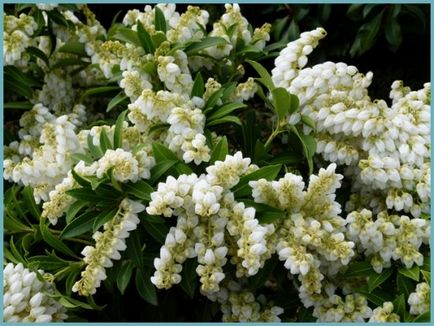 Pieris japoneză de plantare și de îngrijire, boala și soiuri de îngrășăminte, cultivarea și reproducerea, fotografie