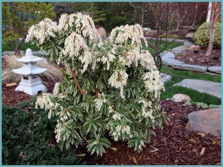 Pieris japonica ültetés és gondozás, a betegségek és minőségű műtrágya, termesztés és tenyésztés, fotók