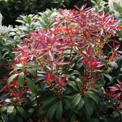 Pieris japoneză de plantare și de îngrijire, boala și soiuri de îngrășăminte, cultivarea și reproducerea, fotografie