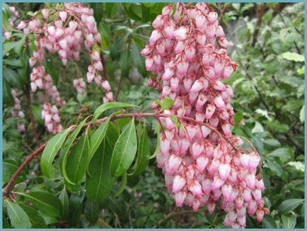 Pieris japonica ültetés és gondozás, a betegségek és minőségű műtrágya, termesztés és tenyésztés, fotók