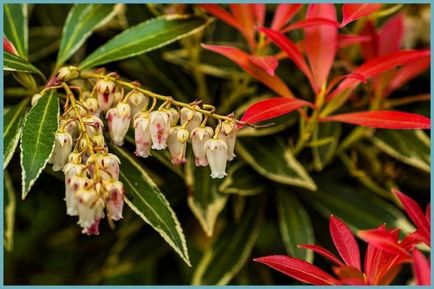 Pieris japonica ültetés és gondozás, a betegségek és minőségű műtrágya, termesztés és tenyésztés, fotók