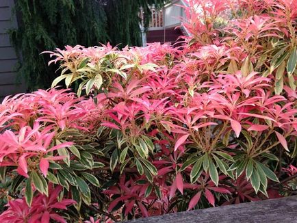 Pieris japonica ültetés és gondozás, a betegségek és minőségű műtrágya, termesztés és tenyésztés, fotók