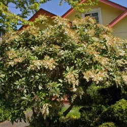 Pieris japoneză de plantare și de îngrijire, boala și soiuri de îngrășăminte, cultivarea și reproducerea, fotografie