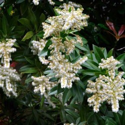 Pieris japoneză de plantare și de îngrijire, boala și soiuri de îngrășăminte, cultivarea și reproducerea, fotografie