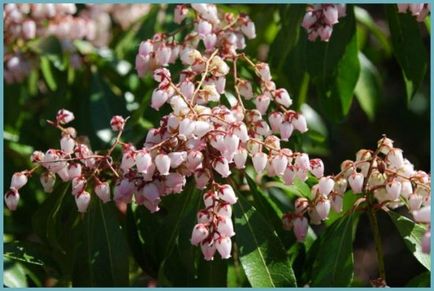 Pieris japoneză de plantare și de îngrijire, boala și soiuri de îngrășăminte, cultivarea și reproducerea, fotografie