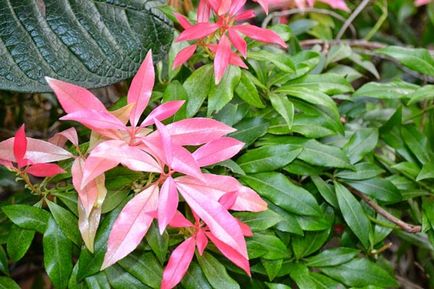 Pieris japonica ültetés és gondozás, a betegségek és minőségű műtrágya, termesztés és tenyésztés, fotók