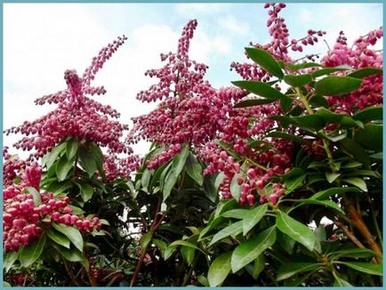 Pieris japoneză de plantare și de îngrijire, boala și soiuri de îngrășăminte, cultivarea și reproducerea, fotografie