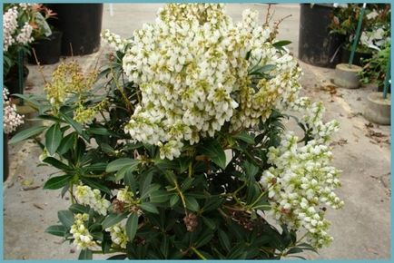 Pieris japonica ültetés és gondozás, a betegségek és minőségű műtrágya, termesztés és tenyésztés, fotók