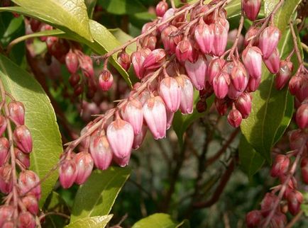 Pieris japoneză de plantare și de îngrijire, boala și soiuri de îngrășăminte, cultivarea și reproducerea, fotografie