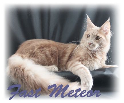 Cattery Maine Coon