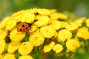 Tansy - beneficiu și rău cu viermi, proprietăți utile și medicinale ale bulionului și perfuziei, aplicarea de tansy