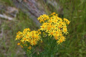 Tansy - beneficiu și rău cu viermi, proprietăți utile și medicinale ale bulionului și perfuziei, aplicarea de tansy