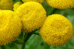 Tansy - beneficiu și rău cu viermi, proprietăți utile și medicinale ale bulionului și perfuziei, aplicarea de tansy