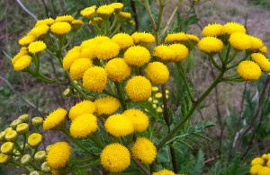 Tansy - beneficiu și rău cu viermi, proprietăți utile și medicinale ale bulionului și perfuziei, aplicarea de tansy