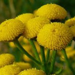 Tansy - beneficiu și rău cu viermi, proprietăți utile și medicinale ale bulionului și perfuziei, aplicarea de tansy