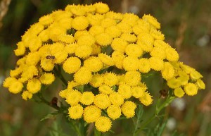 Tansy - beneficiu și rău cu viermi, proprietăți utile și medicinale ale bulionului și perfuziei, aplicarea de tansy