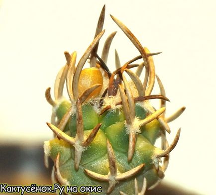 Fructe și semințe de fotografii de cacti la dozarea gimnokalitsium matmilia rutia