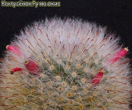 Fructe și semințe de fotografii de cacti la dozarea gimnokalitsium matmilia rutia