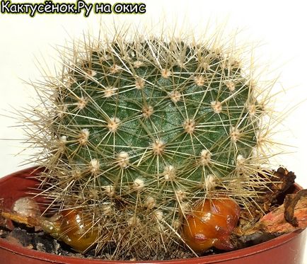 Fructe și semințe de cacti fotografii atunci când coapte hynomalicium mammilia rebutius (cacti) Fructe și semințe de fotografii de cacti la dozarea gimnokalitsium matmilia rutia