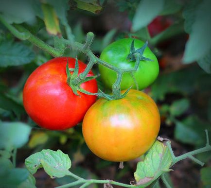 Переможемо фітофтори вибираємо - правильні - сорти томатів