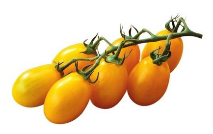 Переможемо фітофтори вибираємо - правильні - сорти томатів