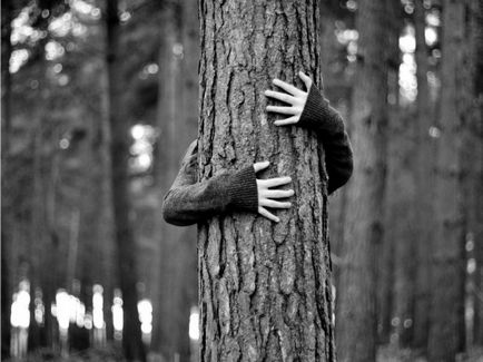 Чому дерева можуть відчувати