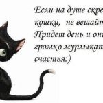 Чому кіт треться об ноги господаря, а потім кусається і мурчит, зачіпає хвостом людини, котізм