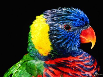 Miért papagáj rázás és Khokhlov háziállat