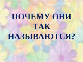 Чому у кішки світяться очі презентація до уроку навколишній світ