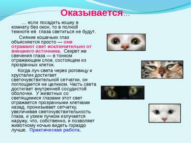 Чому у кішки світяться очі презентація до уроку навколишній світ