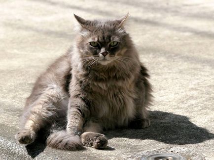 Чому у кота великий живіт чому у кота кішки висить живіт чому у кішки кошеня великий живіт