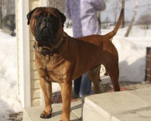 De ce un câine chow chow are o limbă albastră, sfaturi fericite