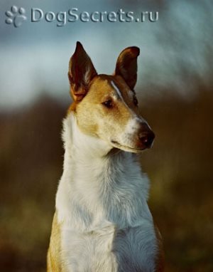 De ce un câine chow chow are o limbă albastră, sfaturi fericite