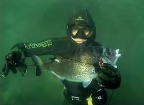 Szigonyos a pelengasa és más fekete-tengeri hal - víz alatti vadászatra